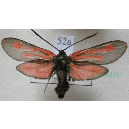 Zygaena osterodensis Reiss, 1921 Czech52a